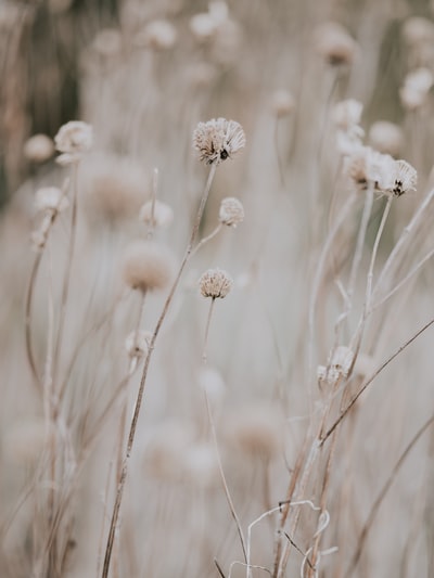 Dandelion close-up
